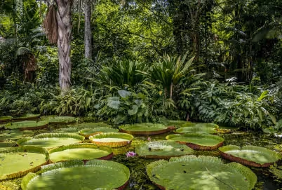 Der Amazonas Regenwald