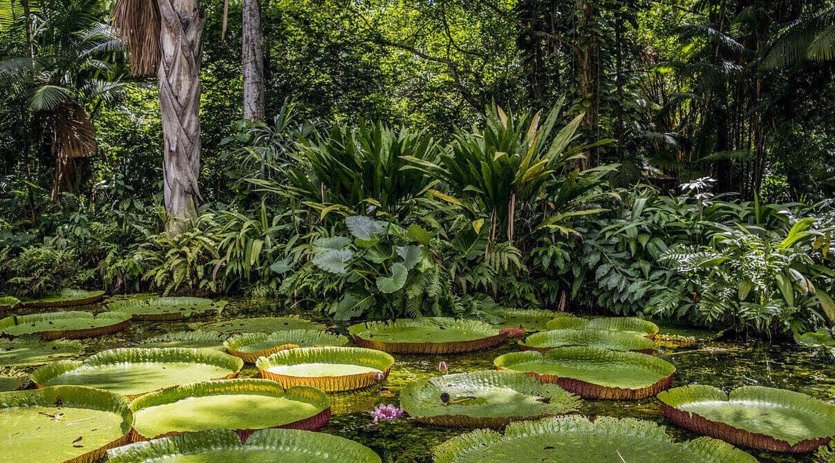 Die letzten Paradiese - Regenwälder in Brasilien