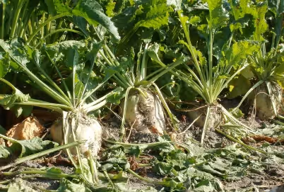 KI im Einsatz gegen den Hunger in der Dritten Welt und für eine nachhaltige Nahrungsmittelproduktion