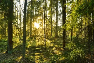Schwedens letzte Urwälder