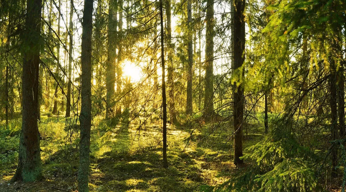 Schwedens letzte Urwälder