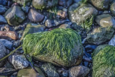 Seegras gegen den Klimawandel – die Wunderwaffe aus dem Meer?