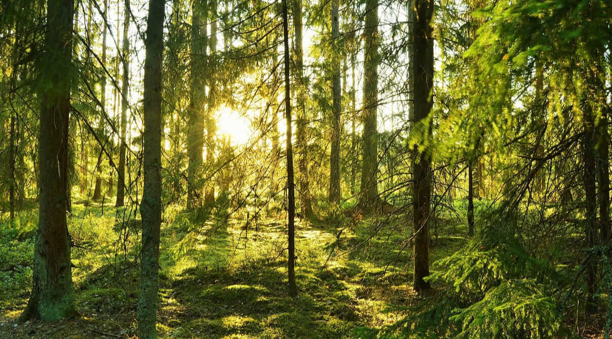 Mit Aufforstungen den Klimawandel stoppen – machbar oder viel zu spät?