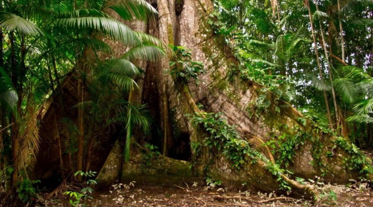 CIKEL REDD APD Projekt im brasilianischen Urwald