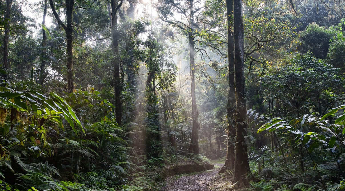 COVID 19, Die Rache aus dem Regenwald?
