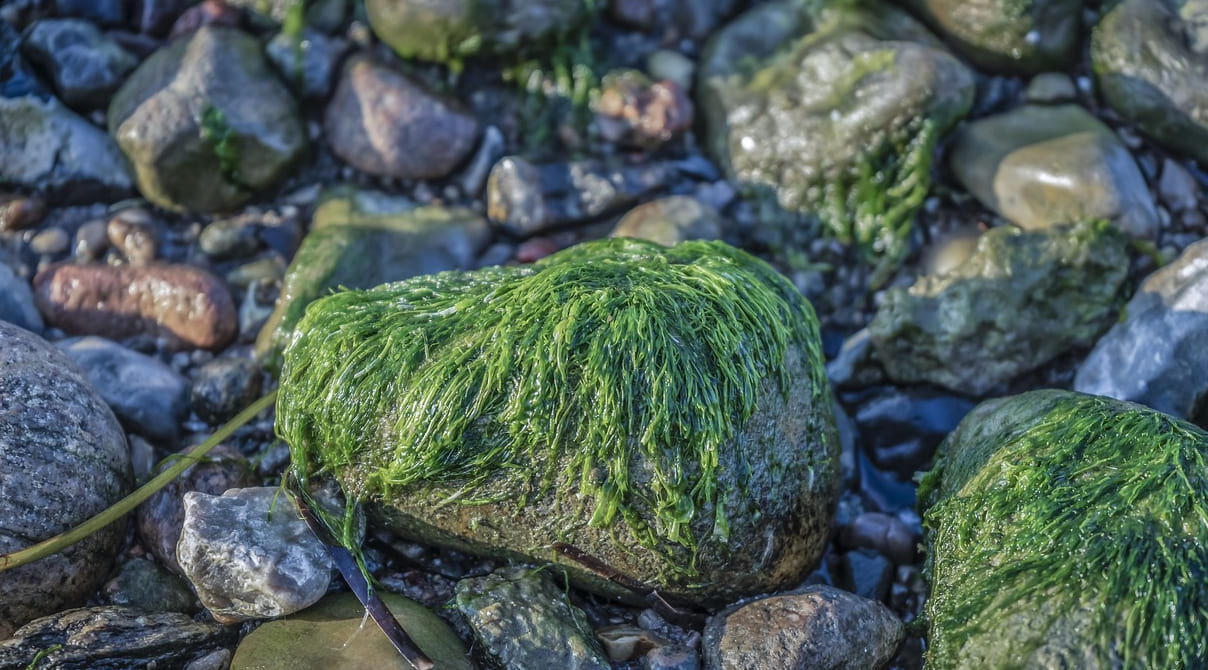 Seegras gegen den Klimawandel – die Wunderwaffe aus dem Meer?