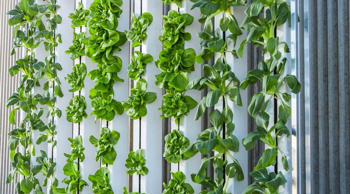 Vertical Farming