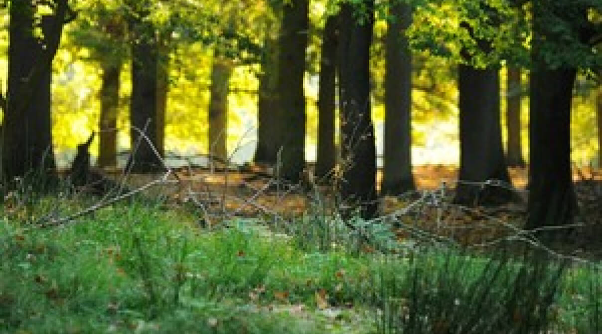 Umweltaktivisten im Hambacher Forst