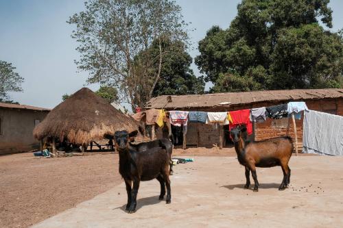 Impact Villages Ziegen