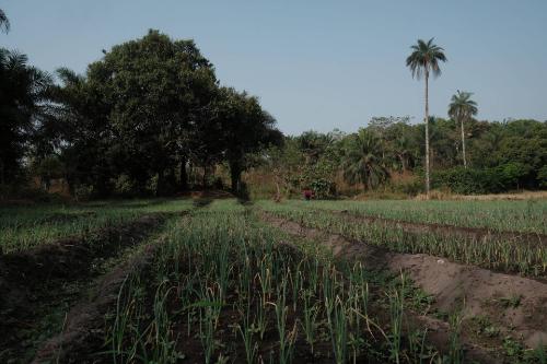 Zwiebel-Anbau in Bamoi