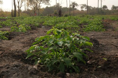 Chili-Anbau in Maluka