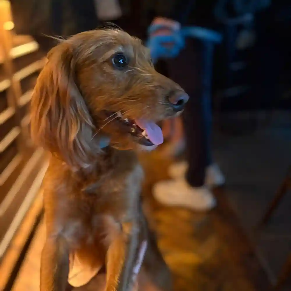 Take your dog to the pub. We will look after both of you! 
.
.
.
.
.
#pub #dogfriendly #pubdog #friends #fun #adventure