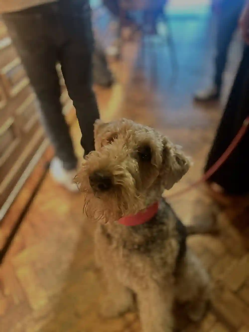 Bring your dog to the pub. 
.
.
.
.
.
#pub #pubdog #friends #dogfriendly