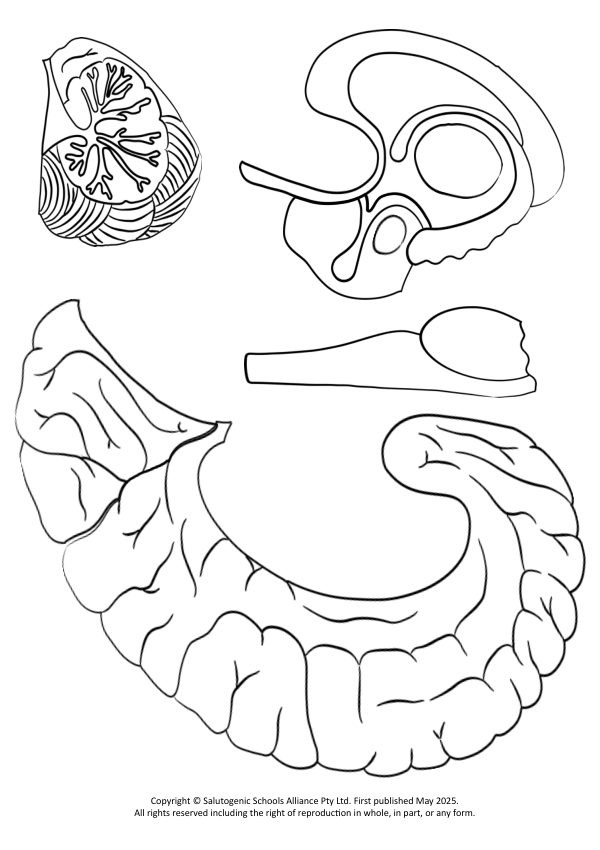 Brain Puzzle
