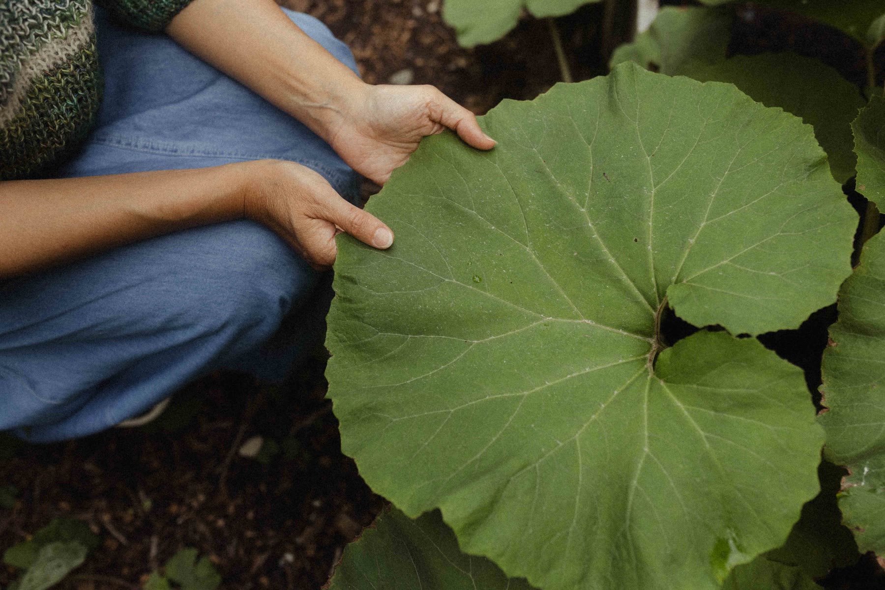 Hands holding a broad leaf in the garden