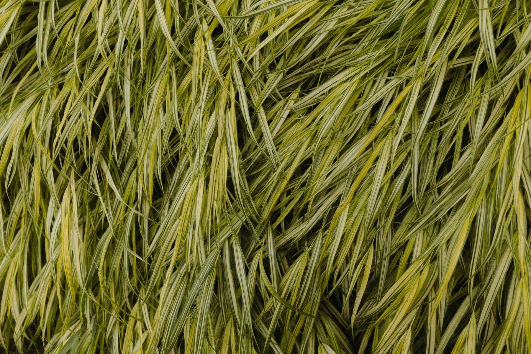Ornamental grass moving in the garden