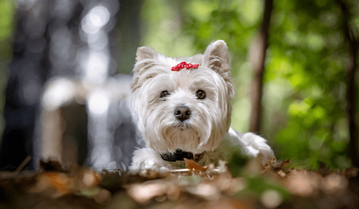 West Highland White Terrier
