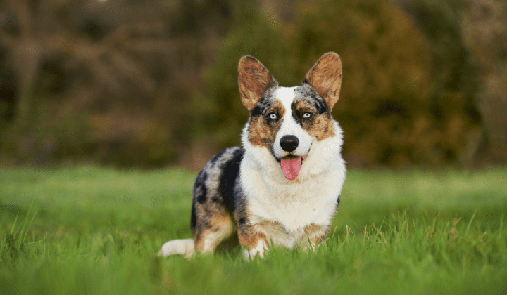 Welsh Corgi Cardigan