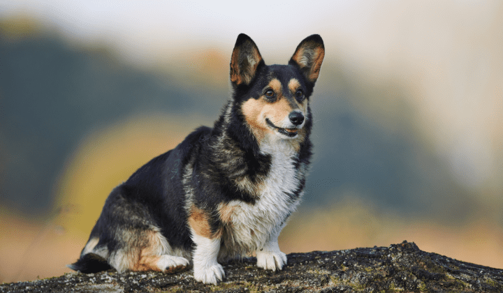 Welsh Corgi Pembroke