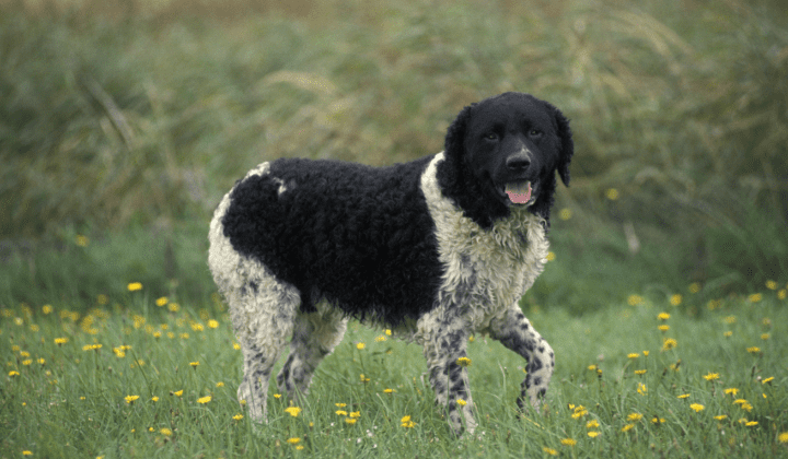 Wetterhound