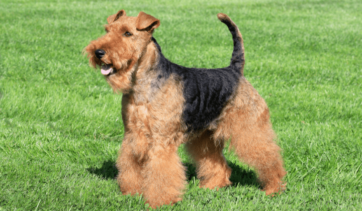 Welsh terier