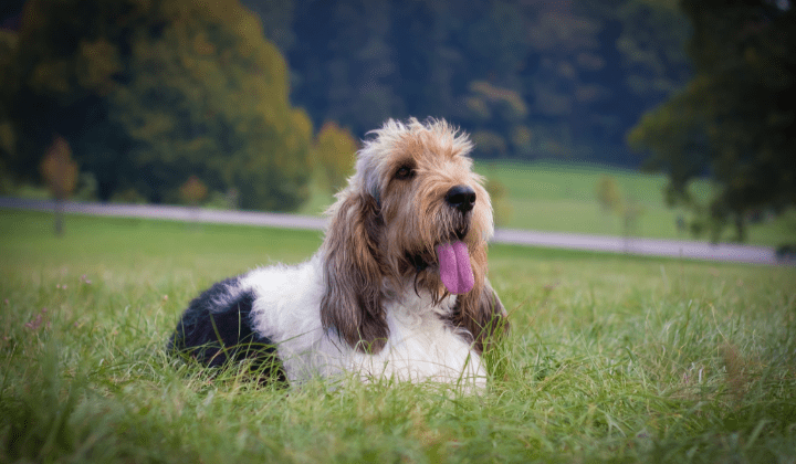 Velký hrubosrstý vendéeský basset