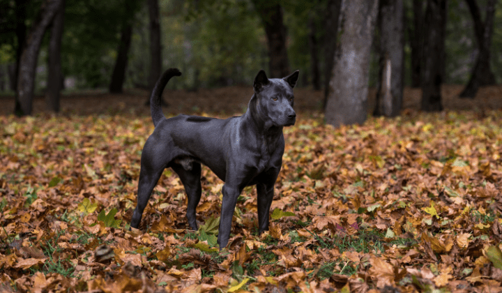 Thajský ridgeback