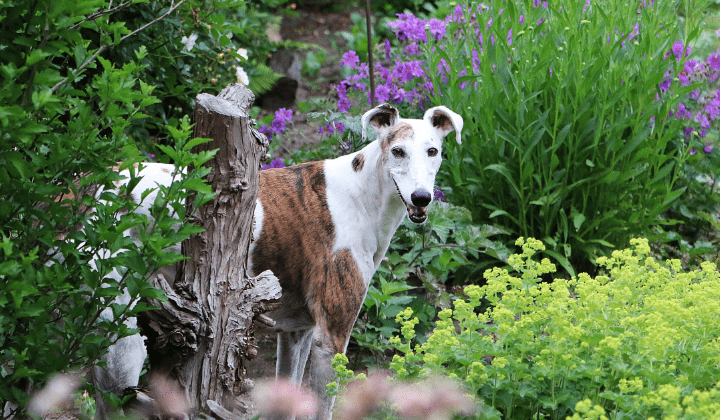 Španělský galgo