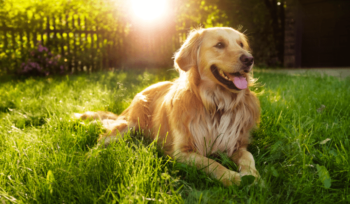 Zlatý retriever