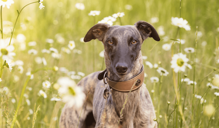 Whippet