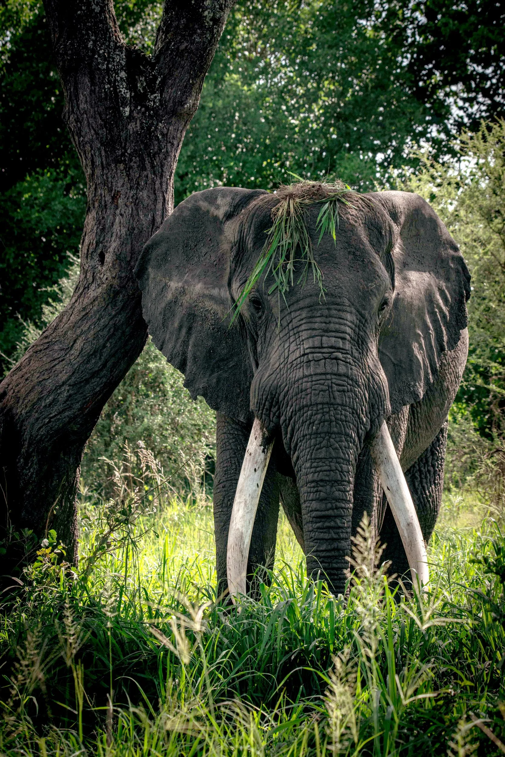 Chem Chem Assoociation In Tanzania Elephant Male In the Foliage