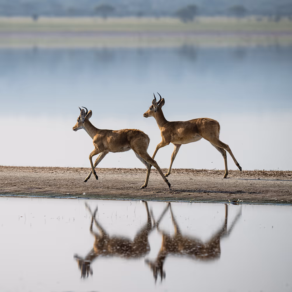 Two antelopes walking near water with their reflections visible on the surface.