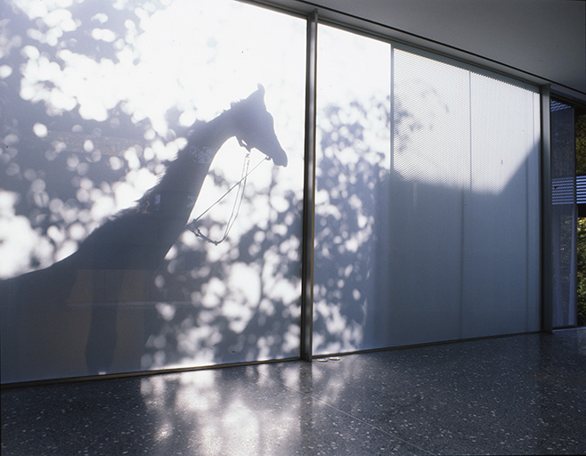 Shadows of the giraffe against translucent glass window of the living room. Rem Koolhaas/OMA, Villa Dall’Ava, Saint-Cloud, France, 1991. Hans Werlemann Archives, Rotterdam. © Hans Werlemann
