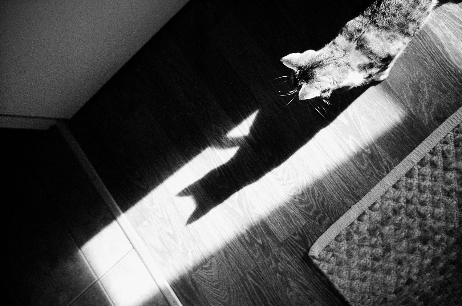 Black and white photo of a cat walking on a wooden floor with a bright light casting its shadow.