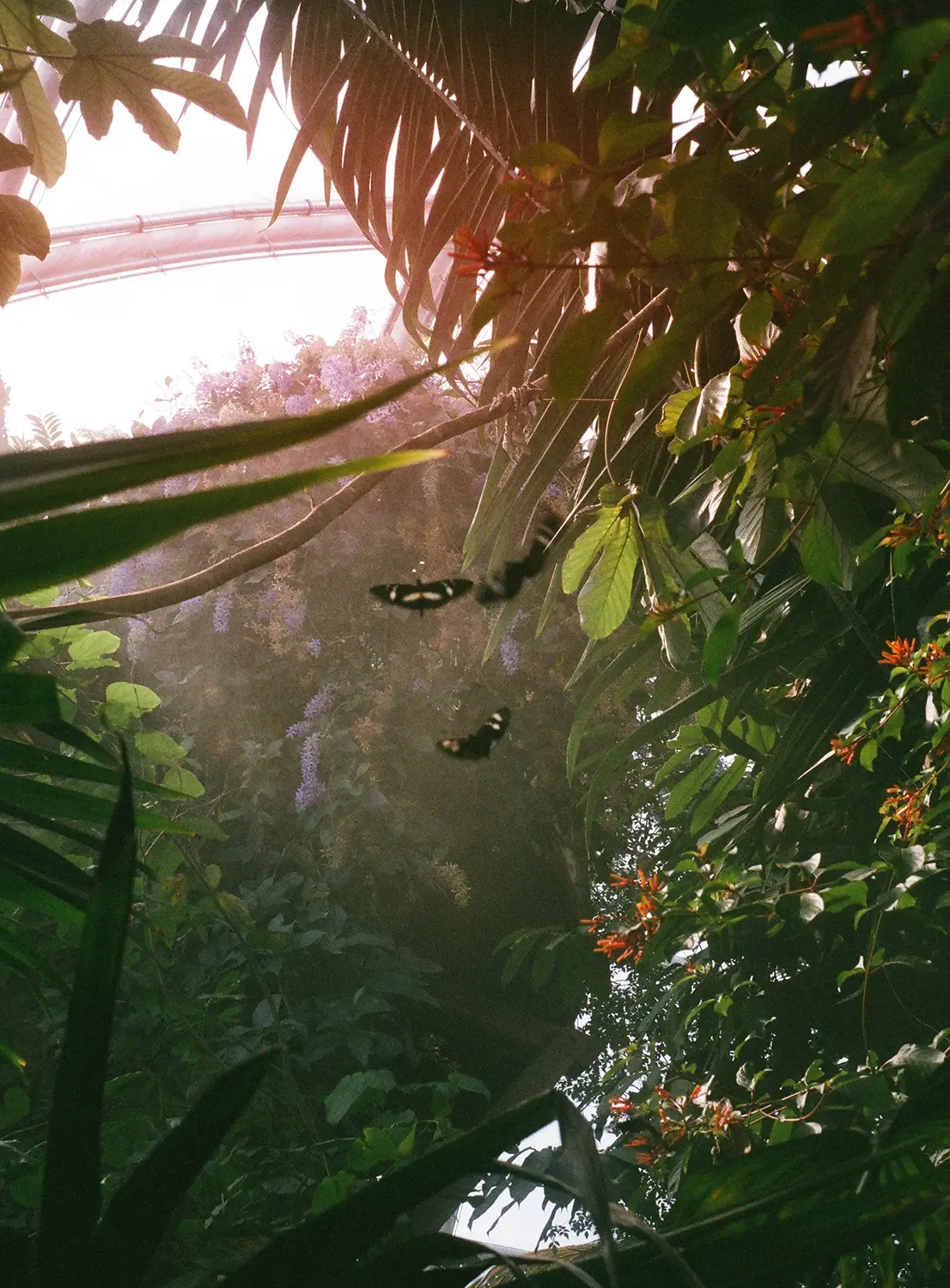 Lush tropical plants with green leaves and orange flowers surrounding two blurred black and white butterflies in a sunlit garden.