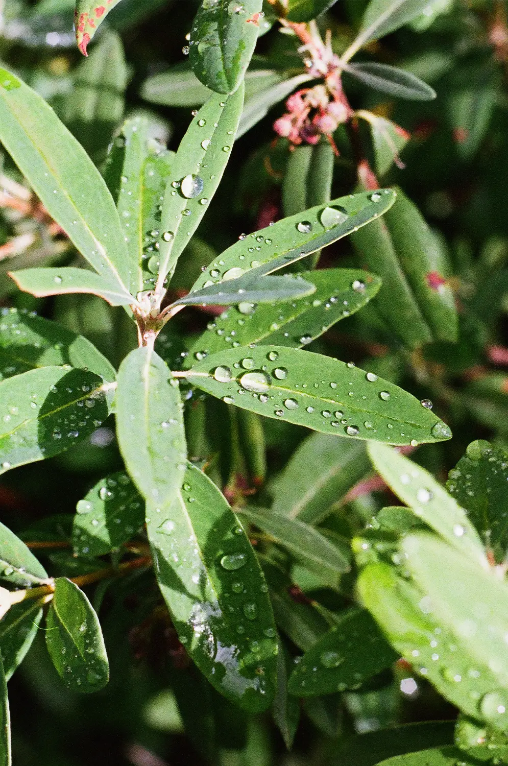 Close-up of green leaves covered with water droplets reflecting sunlight.