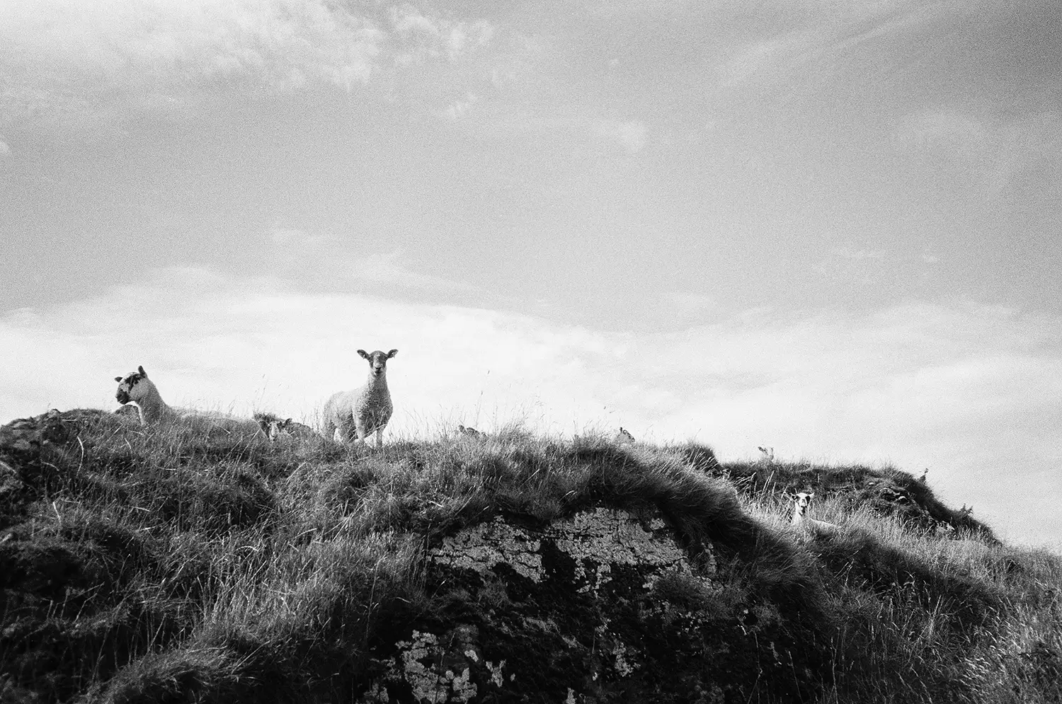 Black and white photo of sheep standing and lying on a grassy hill under a partly cloudy sky.