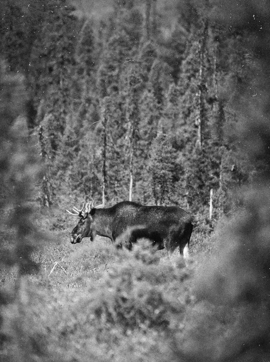 Black and white image of a moose with antlers standing in a forest clearing surrounded by trees and foliage.