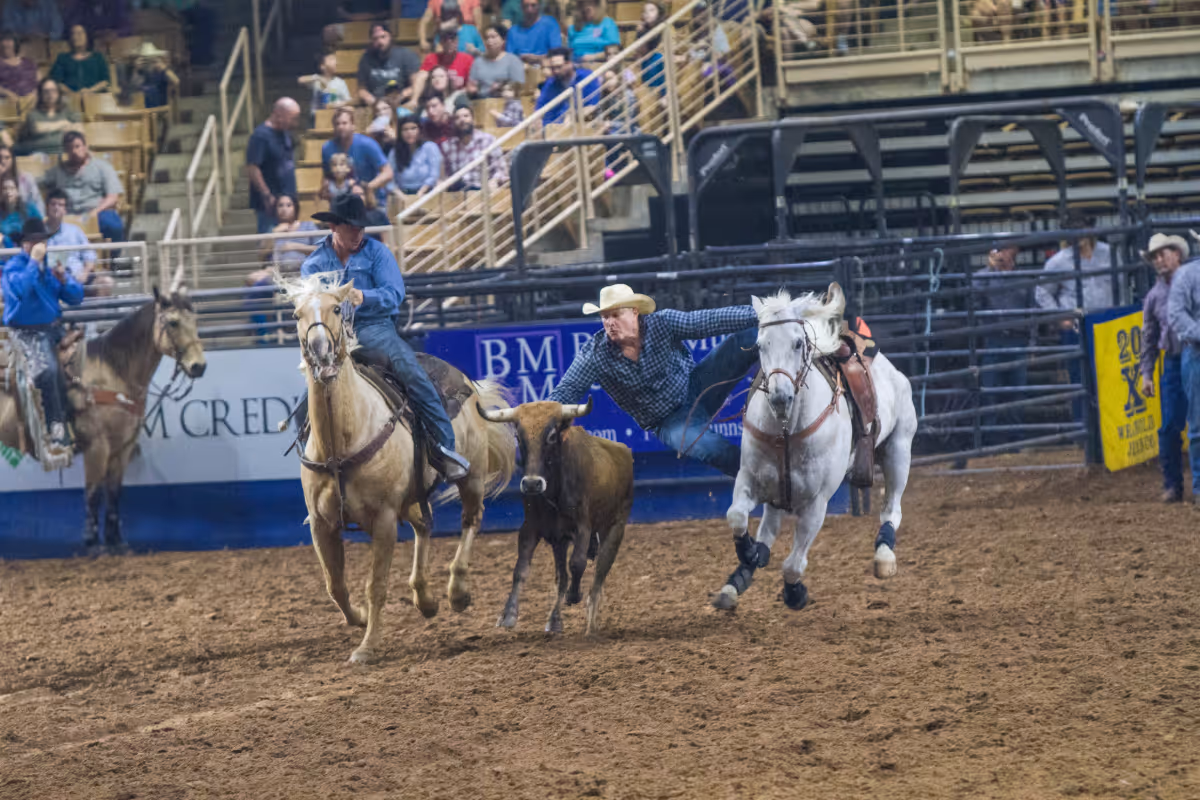 Cowboy leaps from galloping horse to wrestle steer during a Silver Spurs Rodeo event, with a second rider assisting and a crowd watching from the stands.