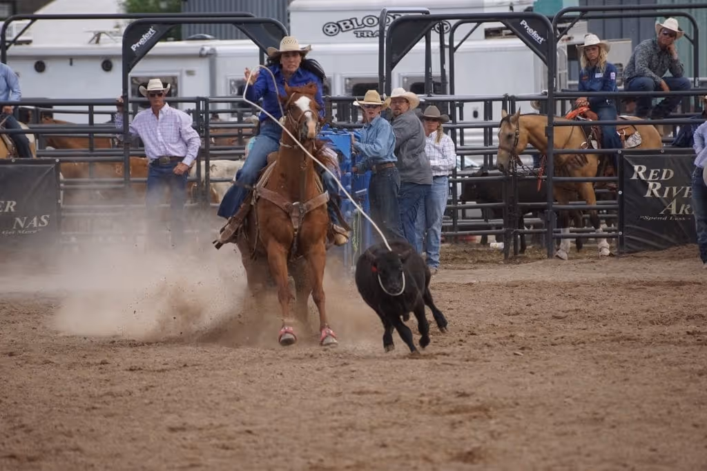 Cowgirl roping a calf on a horse