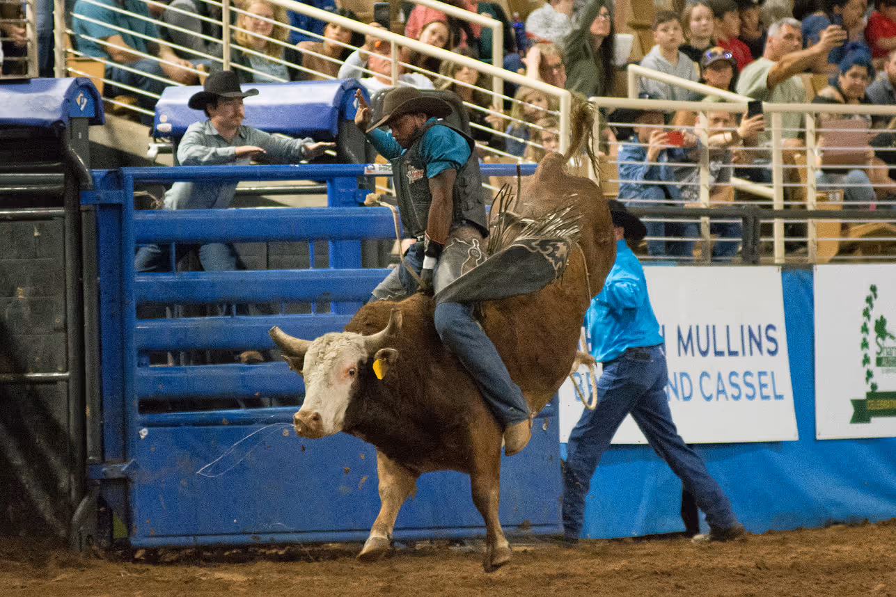 Cowboy riding a bucking bull during the Silver Spurs Rodeo in Kissimmee.