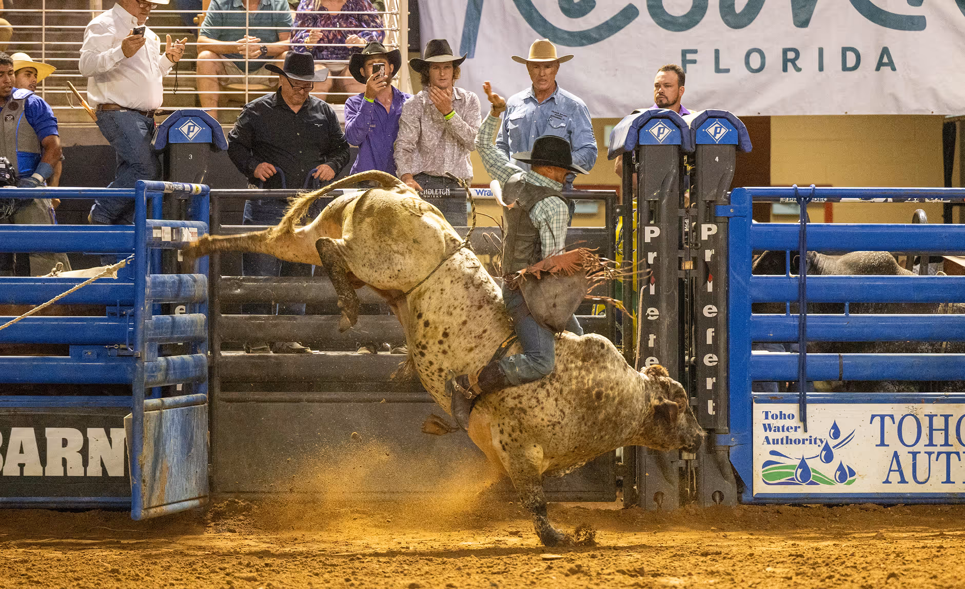 Bull rider competing at the Silver Spurs Rodeo in Kissimmee, Florida.
