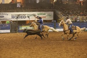 team ropers on palomino horses roping a brown steer