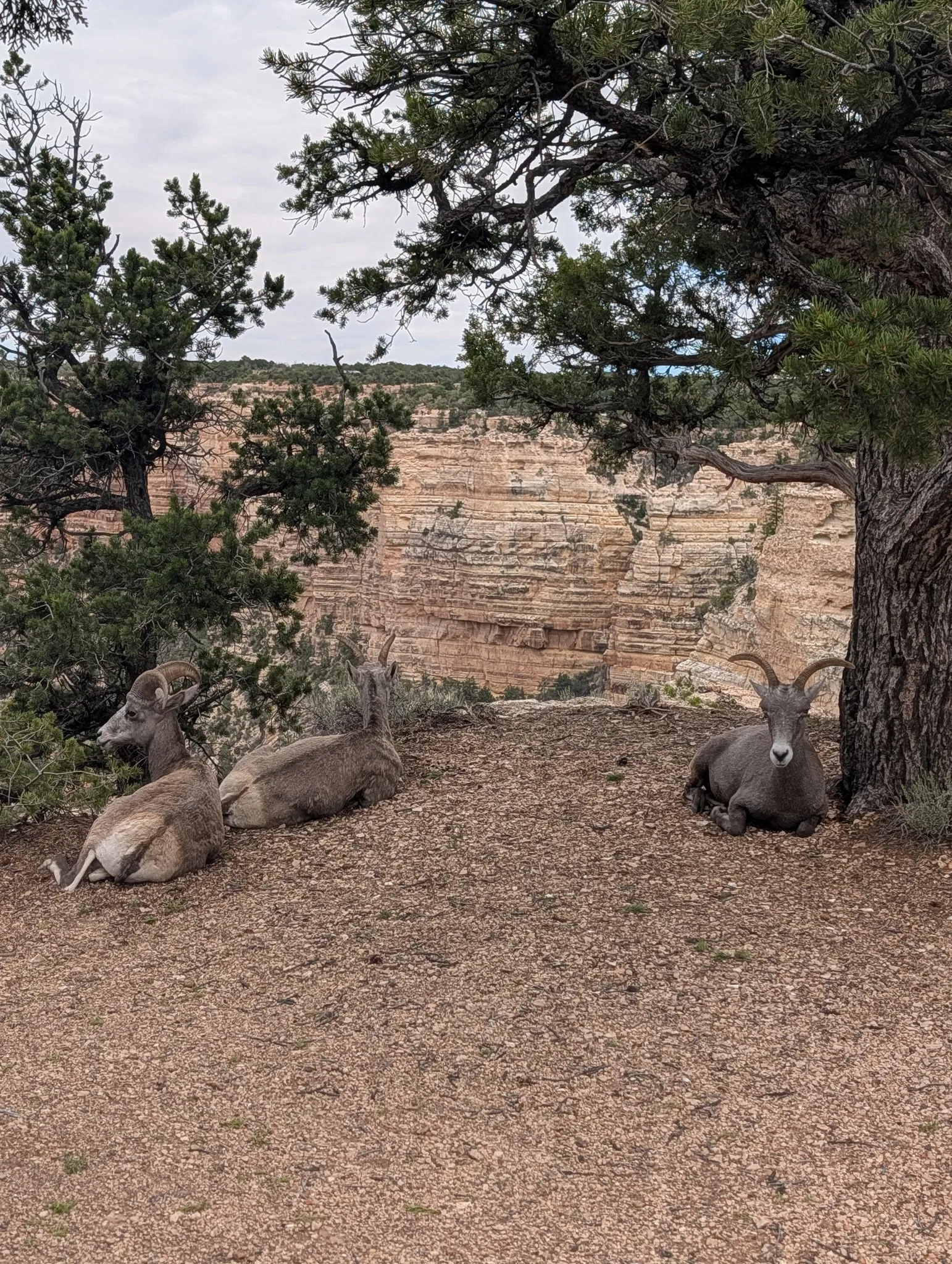 Three bighorn sheep resting in the shade of a pine at the Grand Canyon South Rim