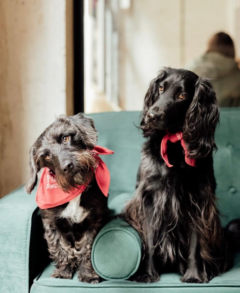 The real life dogs that the characters are based on
