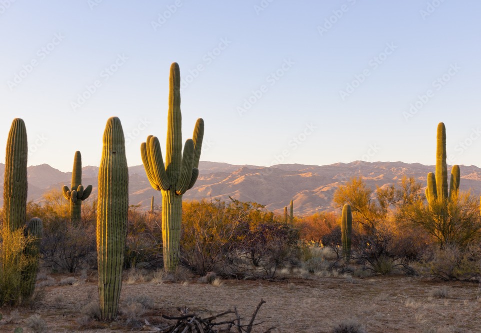 Tucson