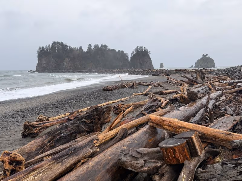 The remote Quileute Indian Nation coastline scattered with driftwood.