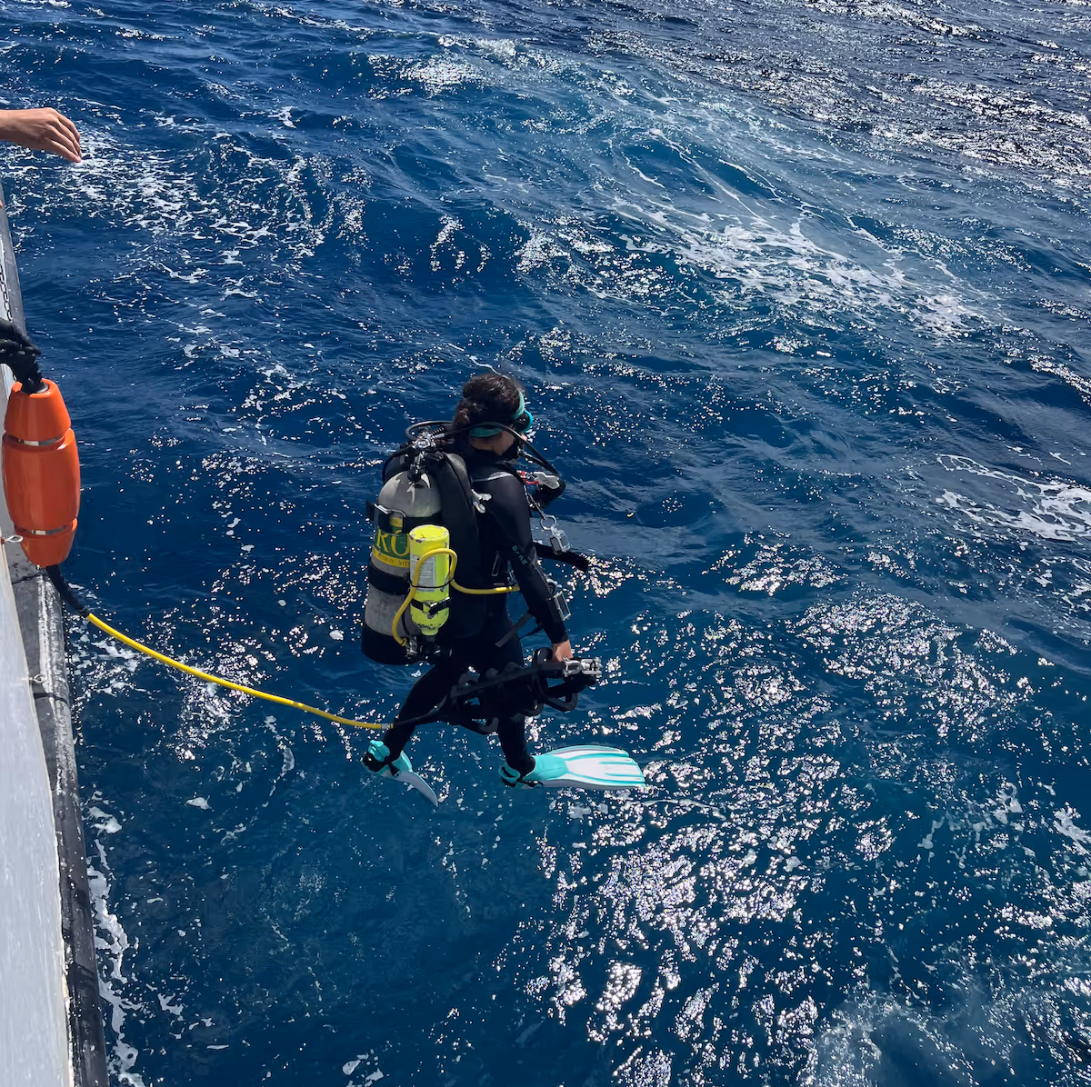 Sanctuary dive teams deploy Smart Mooring systems by attaching them to pre-installed anchors on the reef, a process that requires good weather, vessel availability, and trained divers. 