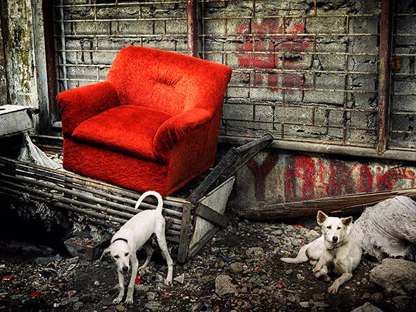 Old Sofa in the backyard with 2 dogs in the front