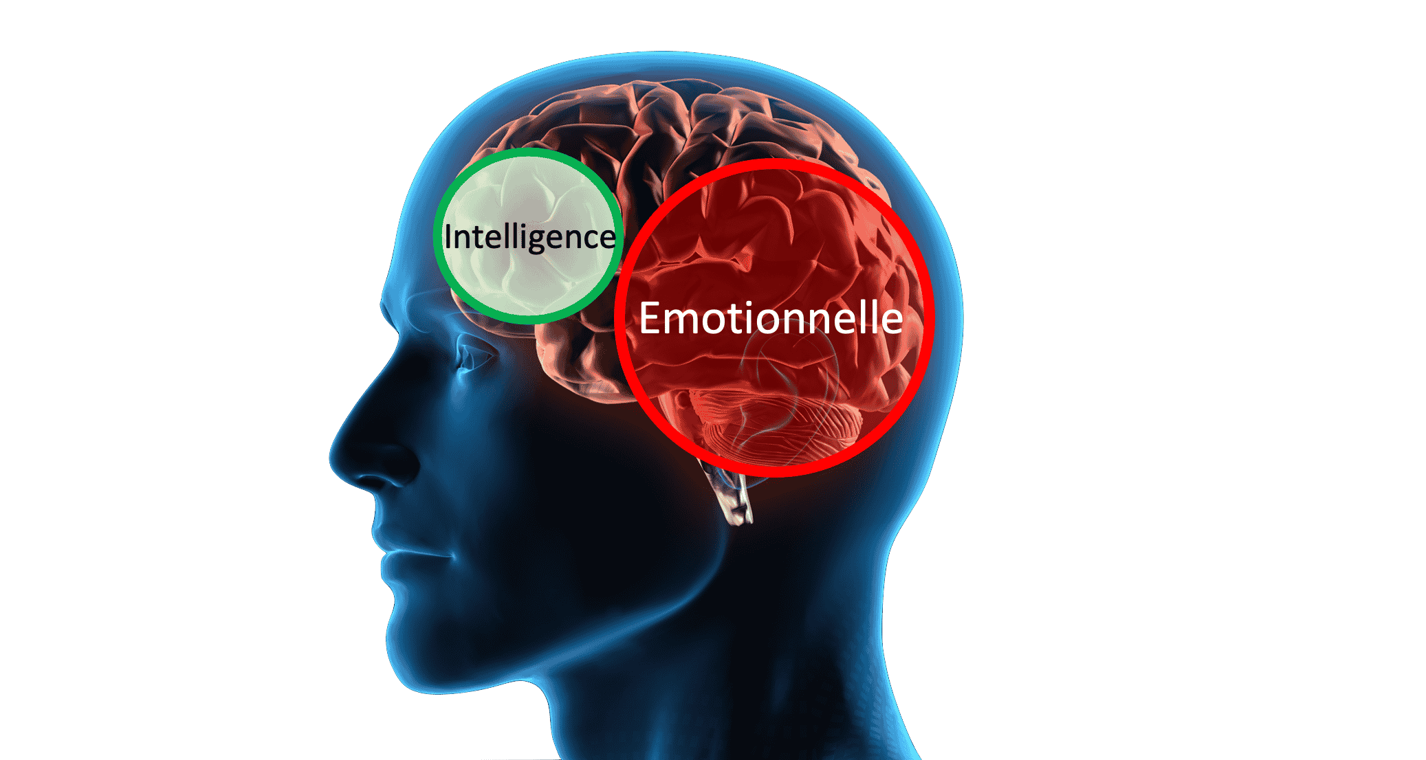 L'intelligence émotionnelle